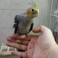 عروس هلندی نر