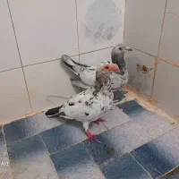 رنگی آلمانی حراج
