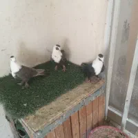 کبوترمخمل