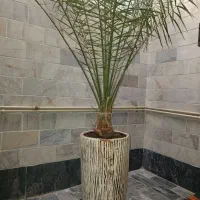 درختچه