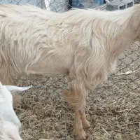 فروش نر  سانن آلپاین،بزغاله نر سانن و قوچ همو