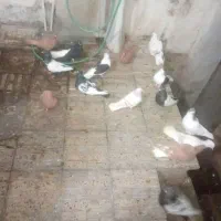 کبوتر
