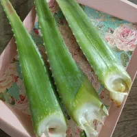 برگ آلوئه ورا