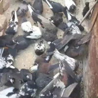 کفتر