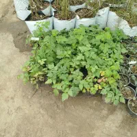پک ویژه بلوبری و رزبری