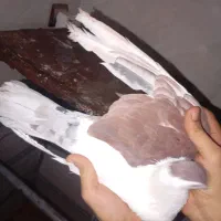 دو عدد کبوتر رنگی نر
