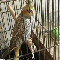 جوجه عروس هلندی سالم و سرحال