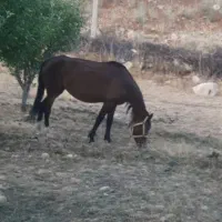 مادیان هم فروشی هم تاق