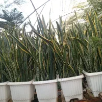 گل‌های آپارتمانی