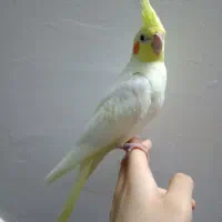 دو عددعروس هلندی