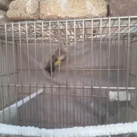 سهره