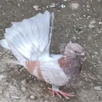 پرنده|پرنده|گوراب زرمیخ, |دیوار