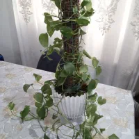 گل های زیبا