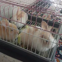 فروش خرگوش لوپ