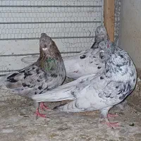 کبوتر سرور خال قدیم