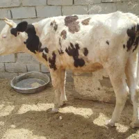گوساله