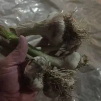 سیر دان درشت