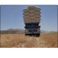 کاه گندم و جو