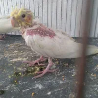 عروس هلندی یک جفت جوجه