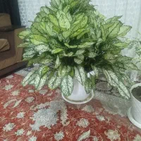 گل زیبا بزرگ