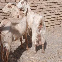 بز افغان