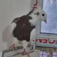 کبوتر طوقی