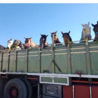 خرید فروش اسب