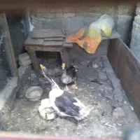 یک جفت غاز نر و ماده جوان
