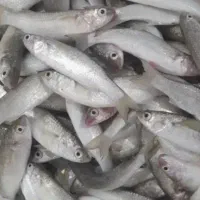 تور ماهیگیری بیاحی
