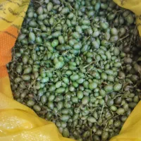 غوره کندر
