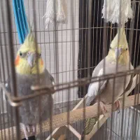 عروس هلندی جفت تخم گذار و جوجه بزرگ کن