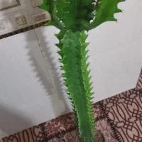 یک کاکتوس ستاره‌های