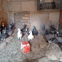 فروش فوری ب شرط
