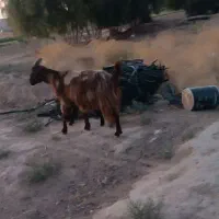 بز کهره دار