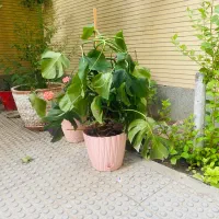 گل برگ انجیری