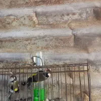 جفت سهره اماده