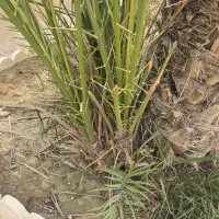 فروش یکجا 3عدد پاجوش حاج باقری