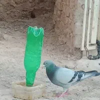 کبوتر