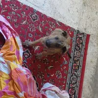 سگ بومی بی پناه