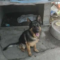 سگ نگه بان