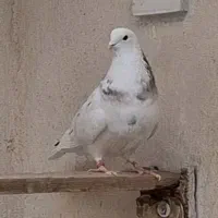 کفتر فروشی پرنده