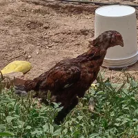 مرغ لاری قلباقالی