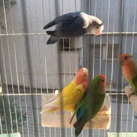 عروس هلندی و کوتوله