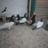 کبوتر