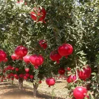 فروش باغ انار و پسته