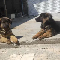 میکس سراب و ژرمن