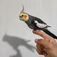 عروس هلندی سوخنگو