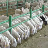 ارگانیک دام زنده