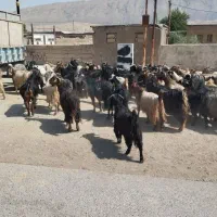 مو موی بز