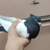 سینه سیاه